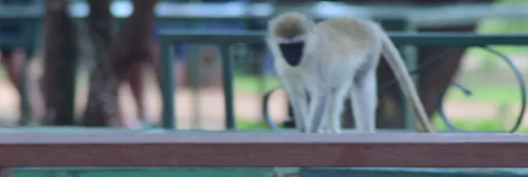 Arusha to Tarangire (Full Day Game Drive) 