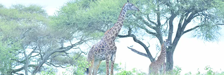 Arusha to Tarangire National Park