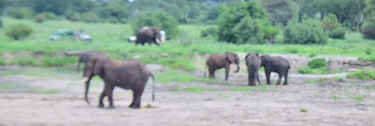 Arusha to Tarangire National Park