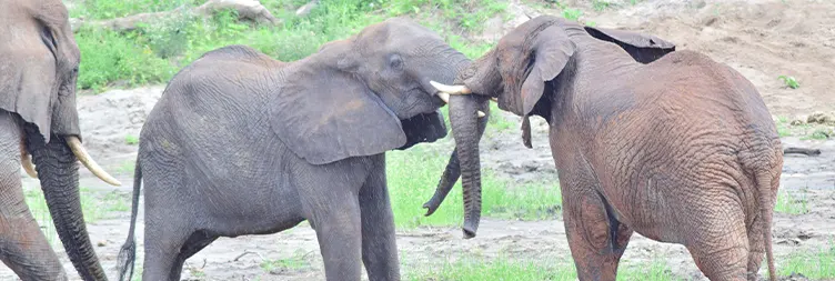 Arusha to Tarangire (Full Day) 