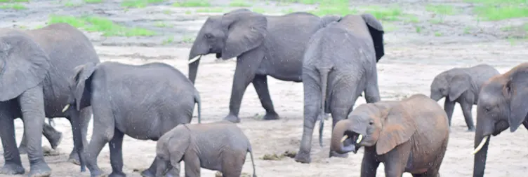 Tarangire to Serengeti Central (Half-Day Game Drive) 