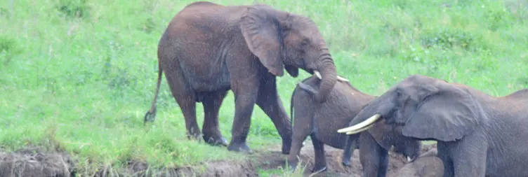 Arusha to Tarangire National Park