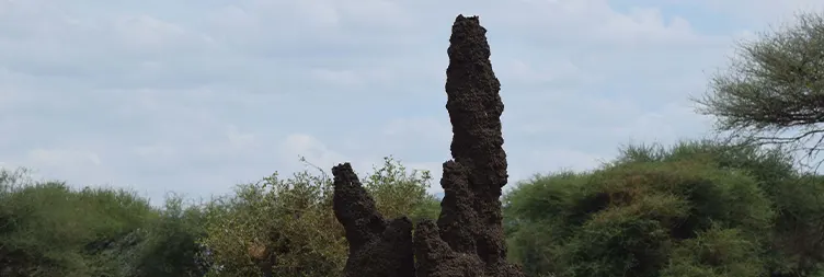 Tarangire to Serengeti Central (Half Day Game Drive) 