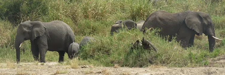 Arusha to Tarangire (Full Day) 