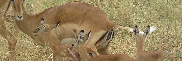 Central Serengeti Full Day Tour 