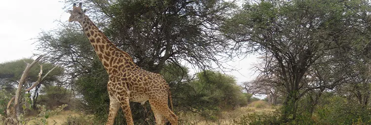 Arusha to Tarangire (Full Day Tour)