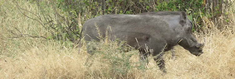 Arusha to Tarangire National Park 