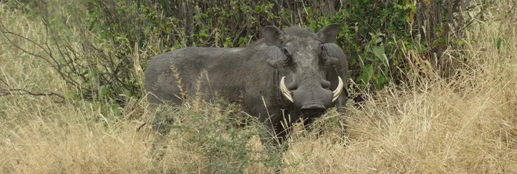 Arusha to Trangire National Park