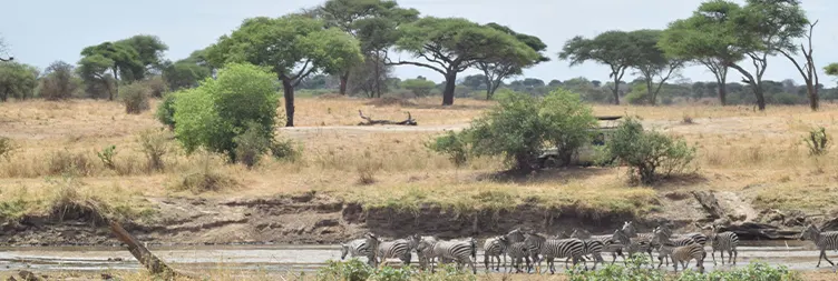 Arusha to Tarangire (Full Day)