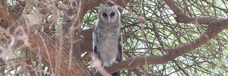 Tarangire to Serengeti Central (Half-Day Game Drive) 