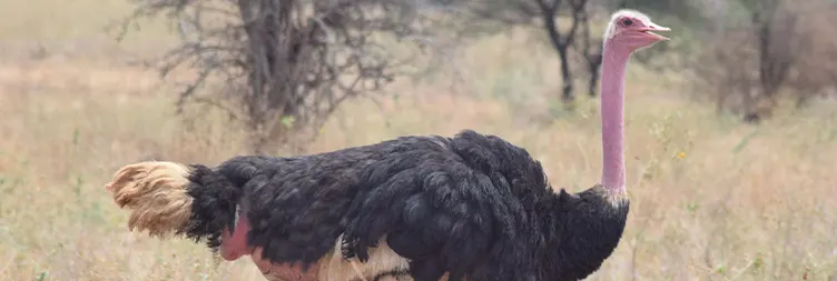 Arusha to Tarangire (Full Day) 