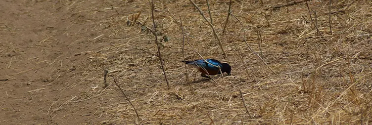 Tarangire to Serengeti Central (Half Day Game Drive) 