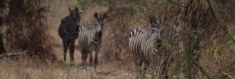 Ngorongoro Crater (Full Day Tour) back to Arusha 