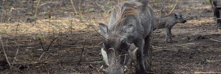Serengeti to Ngorongoro 