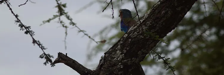 Ngorongoro Crater Tour back to Arusha 