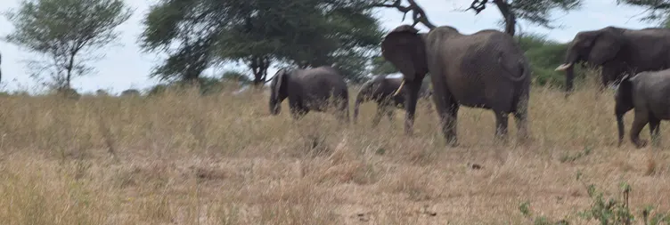 Ngorongoro Crater (Full Day Tour) and Back to Arusha