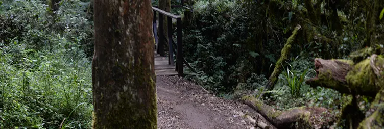 Mweka Camp descend to Mweka Gate