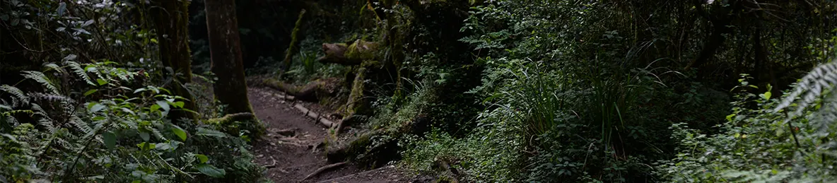 Kilimanjaro Machame Route, Lemosho Route, Umbwe Route