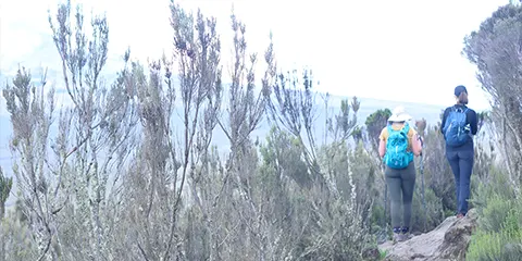 7 Days Kilimanjaro Hike Umbwe Route up to Uhuru Peak