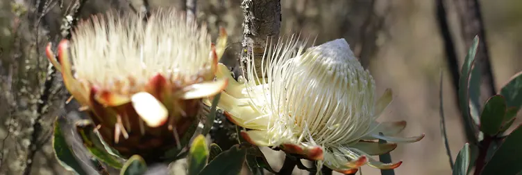 UMBWE CAMP TO BARRANCO CAMP