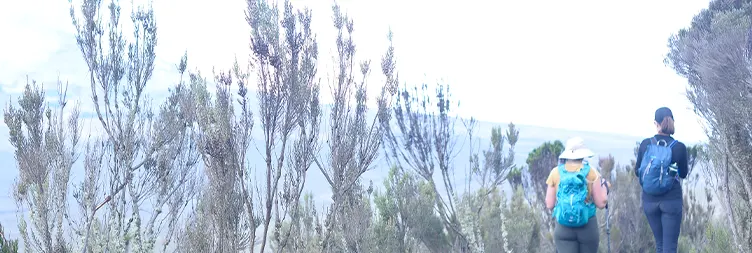 Umbwe Camp to Barranco Camp Kilimanjaro hike